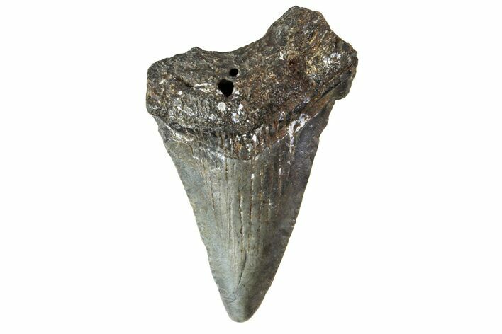 Bargain, Angustidens Tooth - Megalodon Ancestor #163359
